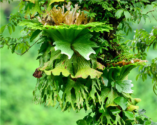 李纪恒：把大盈江和瑞丽江打造成国内外知名旅游目的地