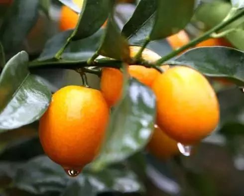 广西特产回家必买清单,广西南宁特产有哪些方便带回家