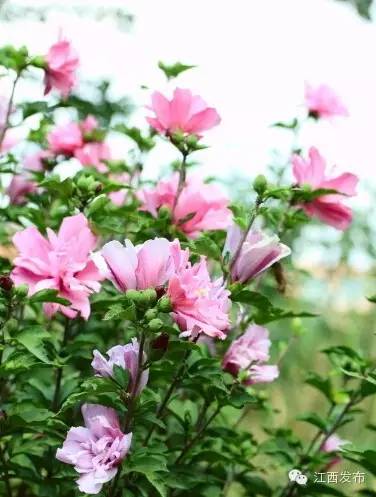 冰河开化狗熊撒欢,冰河解冻万物复苏狗熊撒欢原声