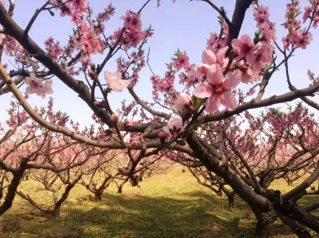 赏花蚌埠,蚌埠春季赏花