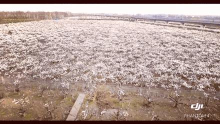 赏花蚌埠,蚌埠春季赏花