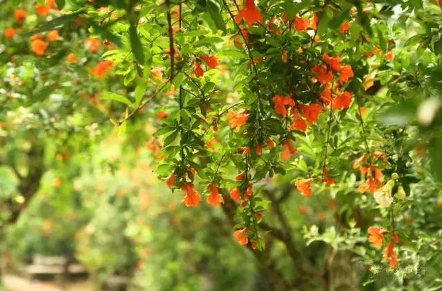 赏花蚌埠,蚌埠春季赏花