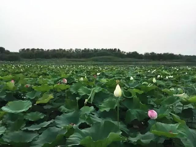 赏花蚌埠,蚌埠春季赏花