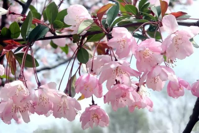 赏花蚌埠,蚌埠春季赏花