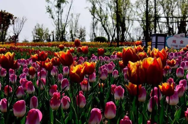 赏花蚌埠,蚌埠春季赏花