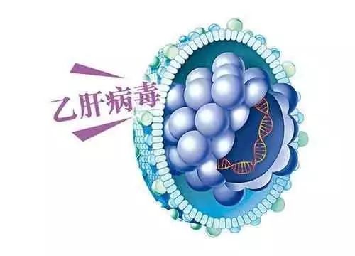 乙肝病毒的原始来源是什么,乙肝病毒的寿命只有14年