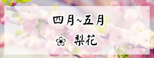 赏花蚌埠,蚌埠春季赏花