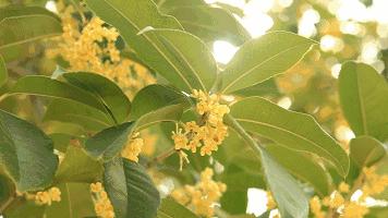 赏花蚌埠,蚌埠春季赏花