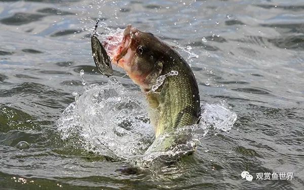 鱼跳出鱼缸的迷信说法,鱼经常跳出鱼缸是怎么回事