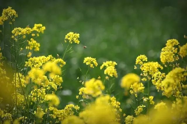 赏花蚌埠,蚌埠春季赏花