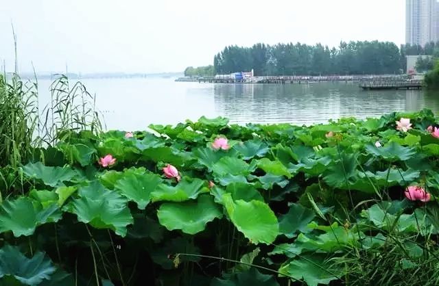 赏花蚌埠,蚌埠春季赏花