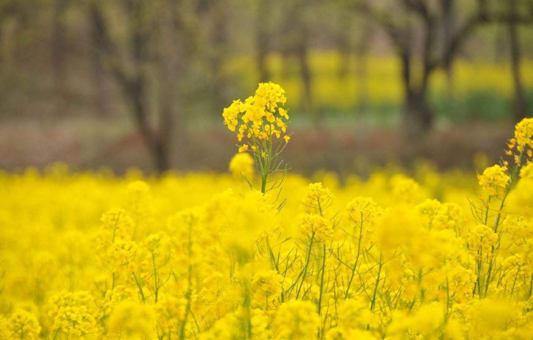 赏花蚌埠,蚌埠春季赏花