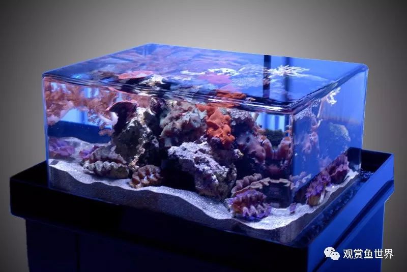 鱼跳出鱼缸的迷信说法,鱼经常跳出鱼缸是怎么回事