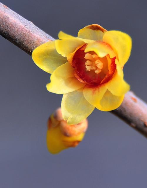 青岛赏花一日游最佳路线,青岛赏花最佳时间地点