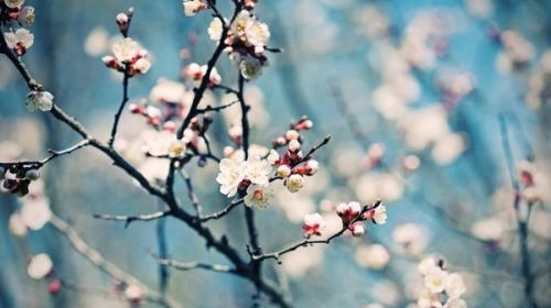 青岛赏花一日游最佳路线,青岛赏花最佳时间地点