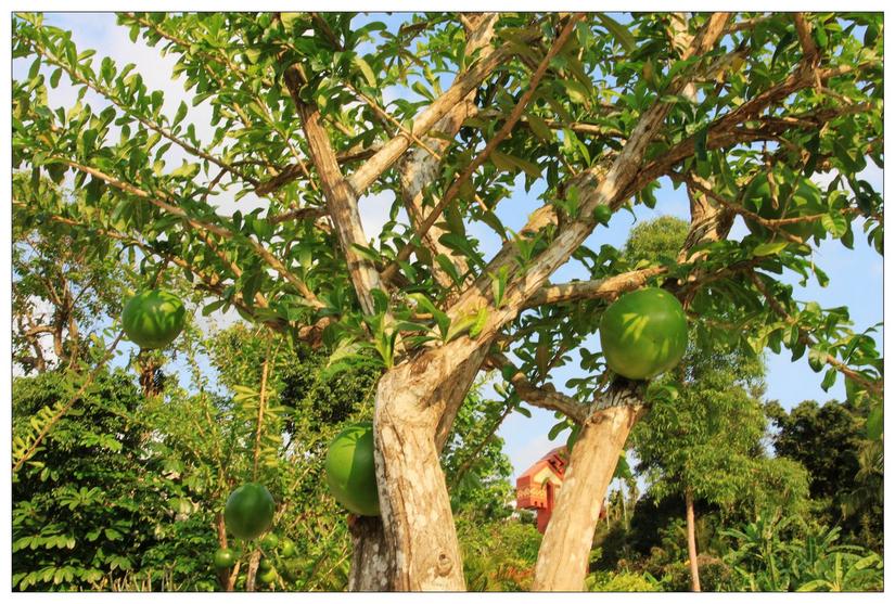 海南三亚的槟榔谷,三亚槟榔谷黎族原生态攻略
