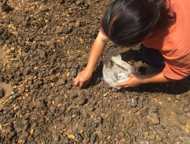 泰国牛屎咖啡好喝吗,泰国进口特浓速溶咖啡