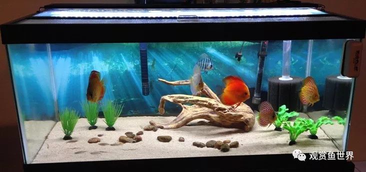 鱼跳出鱼缸的迷信说法,鱼经常跳出鱼缸是怎么回事