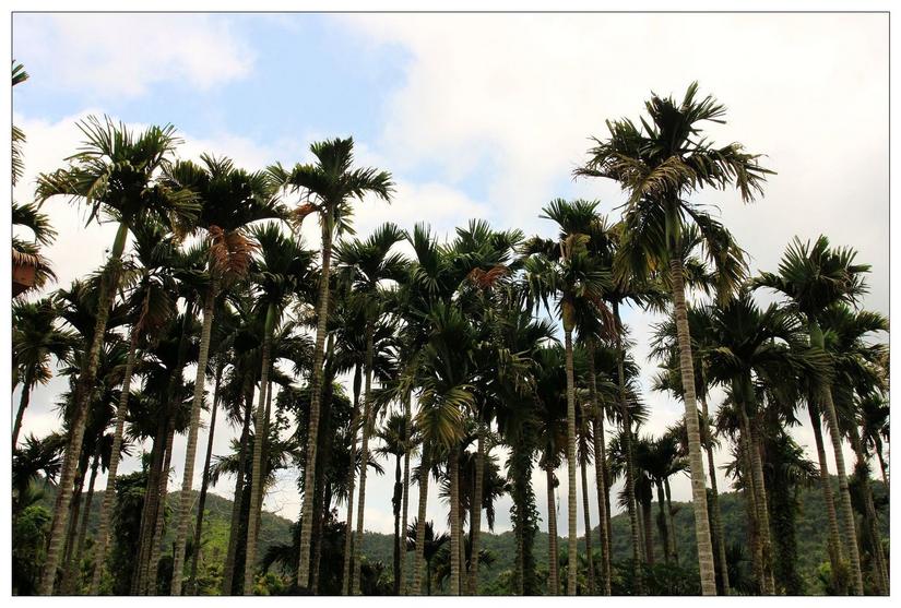 海南三亚的槟榔谷,三亚槟榔谷黎族原生态攻略