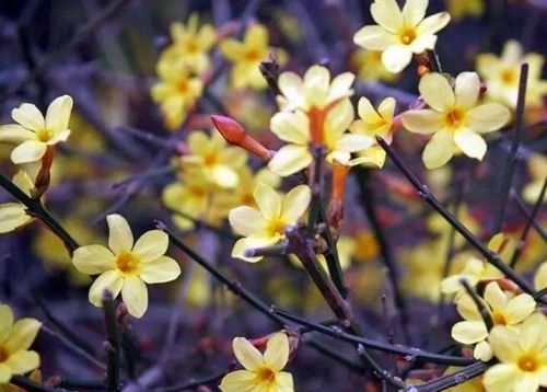 青岛赏花一日游最佳路线,青岛赏花最佳时间地点