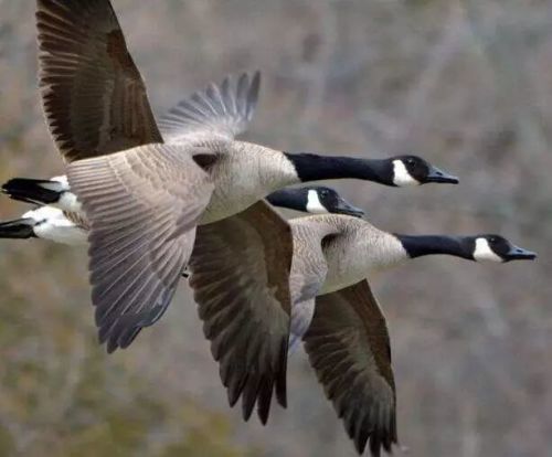 喜公公亲吻儿媳，到底是“传统”还是陋习？