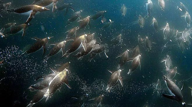 海洋探秘蓝鲸的秘密,海洋探秘的资料有哪些