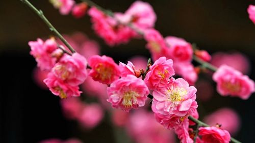 青岛赏花一日游最佳路线,青岛赏花最佳时间地点