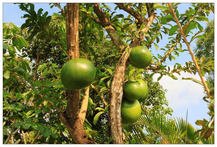 海南三亚的槟榔谷,三亚槟榔谷黎族原生态攻略