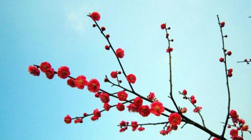 青岛赏花一日游最佳路线,青岛赏花最佳时间地点