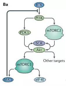 mTOR通路对于代谢调控的一点微小贡献
