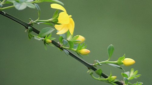 青岛赏花一日游最佳路线,青岛赏花最佳时间地点