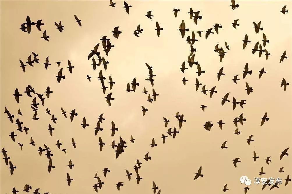 过去，淳安人每年到了这个时候最烦的就是Ta