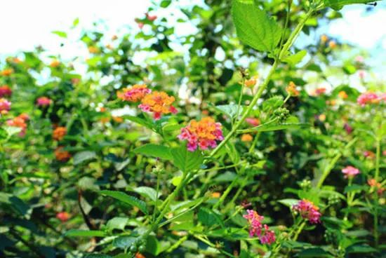 我有一座美丽的海岛,我有一座海岛免费下载