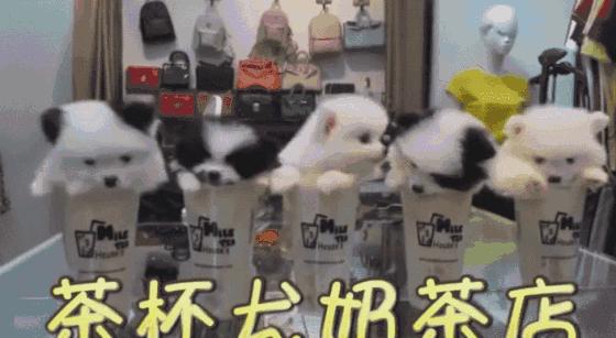 茶杯犬的背后商业链,茶杯犬奶茶店
