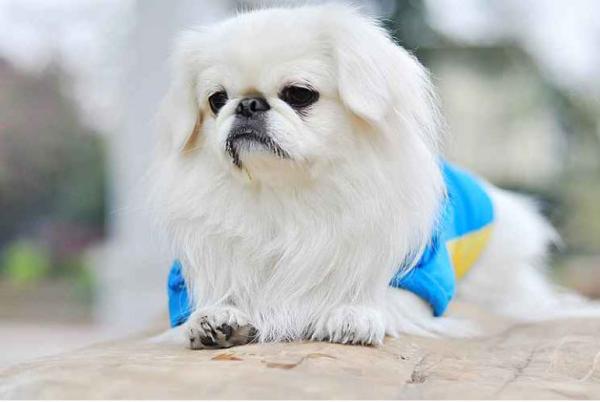 又到了用生肖组词的时候，为何与“狗”有关的多是贬义词