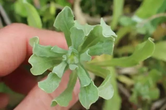 又是一年摘野菜季节,赣州有哪些野菜