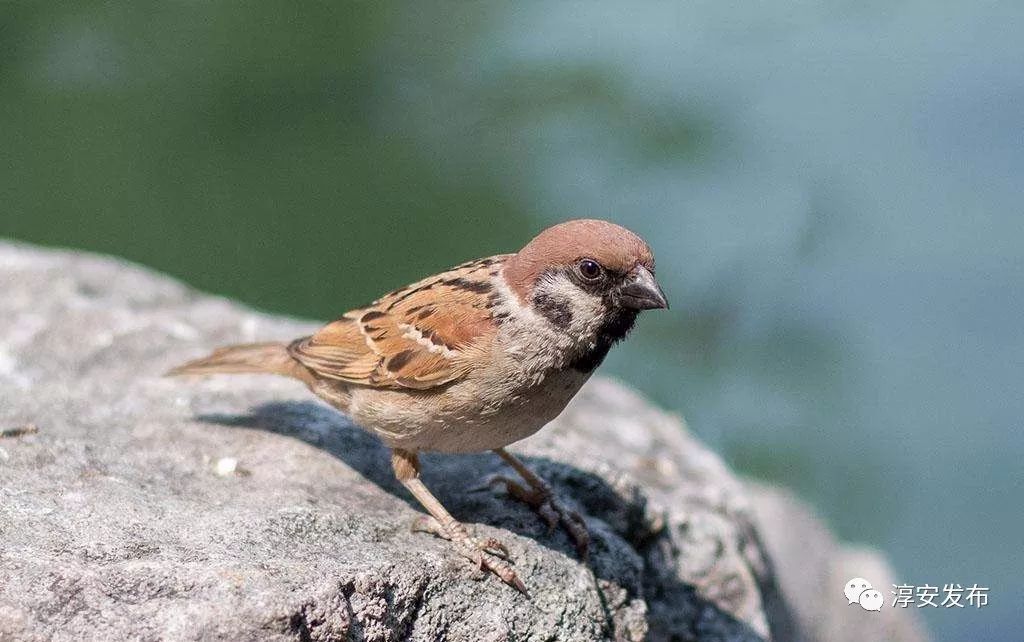 过去，淳安人每年到了这个时候最烦的就是Ta