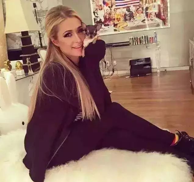 茶杯犬的背后商业链,茶杯犬奶茶店