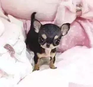 茶杯犬的背后商业链,茶杯犬奶茶店