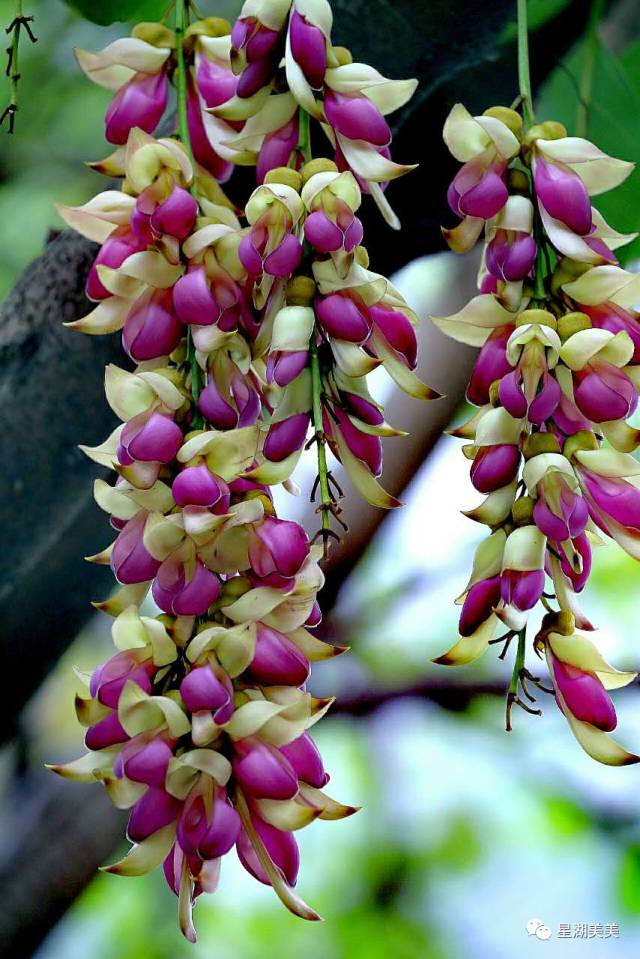 2月16到3月31免门票的地方,七星岩攻略一日游门票