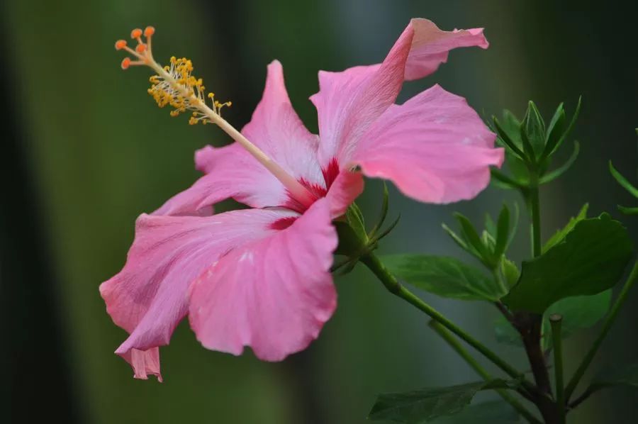 家里养的花掉叶子怎么处理,栀子花叶子发黄干枯掉叶子怎么办
