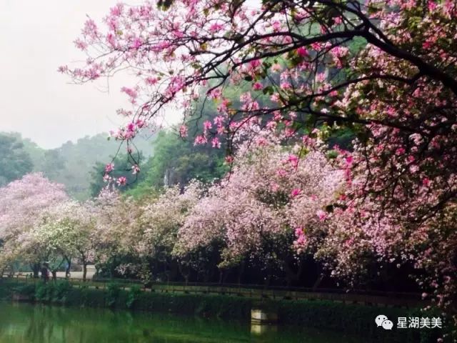 2月16到3月31免门票的地方,七星岩攻略一日游门票