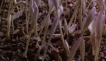 又是一年摘野菜季节,赣州有哪些野菜