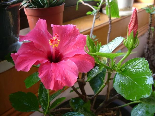 家里养的花掉叶子怎么处理,栀子花叶子发黄干枯掉叶子怎么办