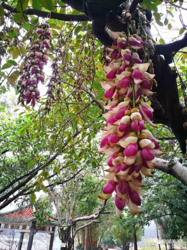 2月16到3月31免门票的地方,七星岩攻略一日游门票