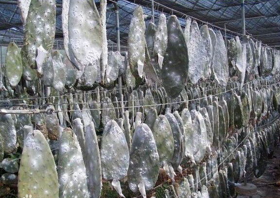 全是添加剂你还敢吃吗,十种添加剂最好不要吃