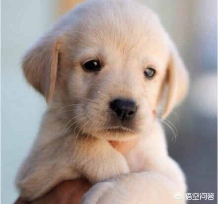 狗自己撒尿拉屎,狗自己拉了自己吃咋回事