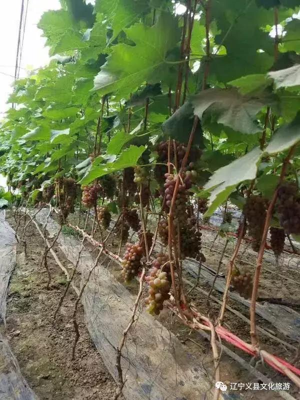 涓囦經鍫傜敓鎬佸洯浼樻儬,涓囦經鍫傜敓鎬佸洯浼樻儬鍥㈣喘