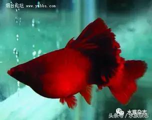 养红箭的技巧,快来测一测你未来会养什么宠物