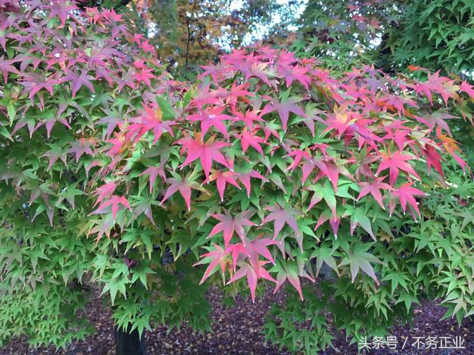 旅行|CoordinateBook06-No.535.0116°N,135.7680°E京都